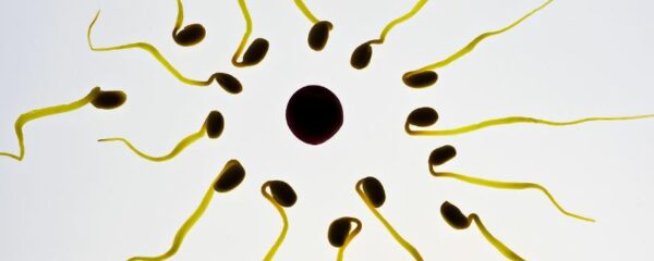 durée de vie d'un spermatozoïdes