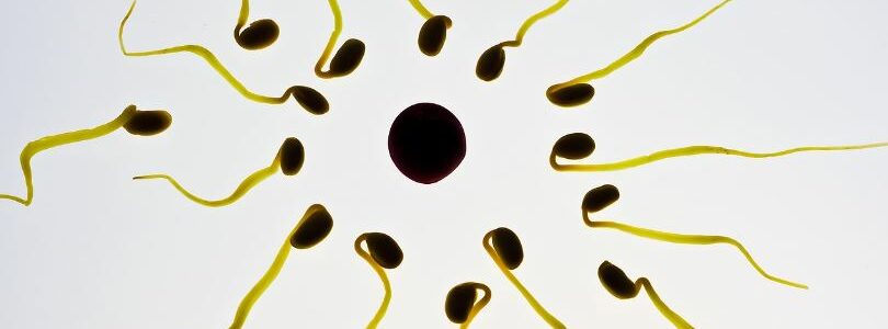 durée de vie d'un spermatozoïdes